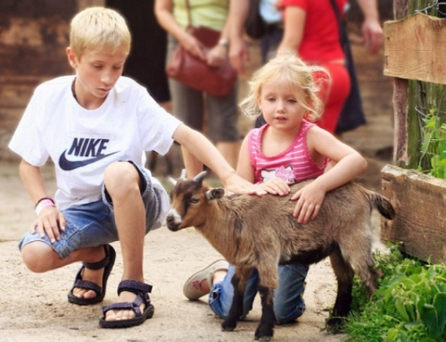 Le pré des animaux