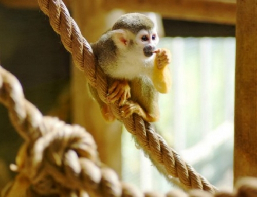 L’ile aux singes