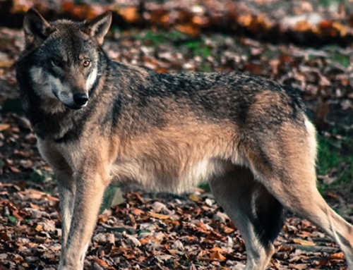 Wildpark 3