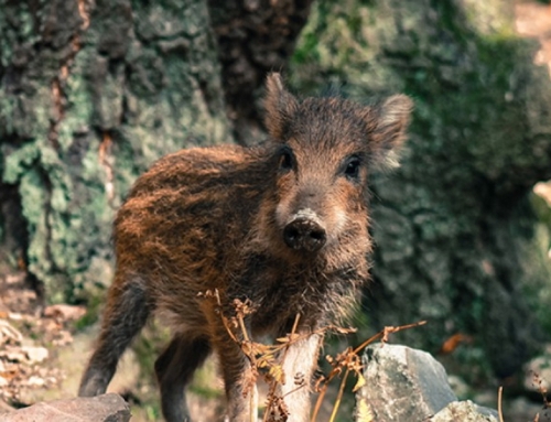 Wildpark 4